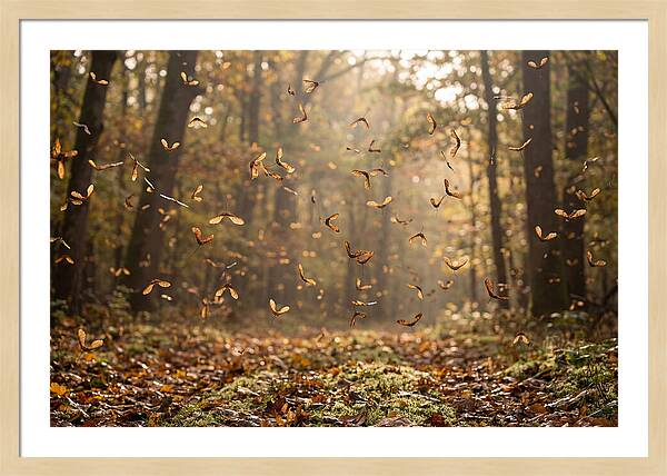 Maple Seed Helicopters Spinning In Autumn