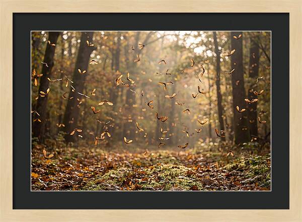 Maple Seed Helicopters Spinning In Autumn