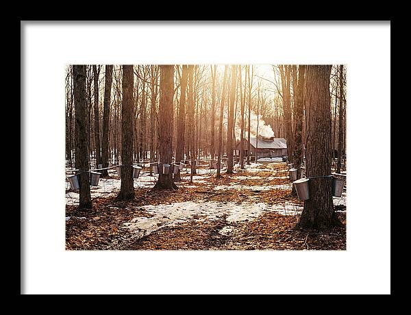 Maple Syrup Harvesting Scene