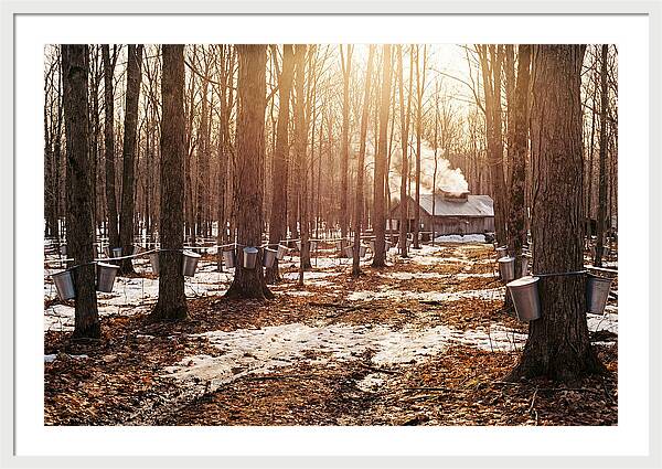 Maple Syrup Harvesting Scene