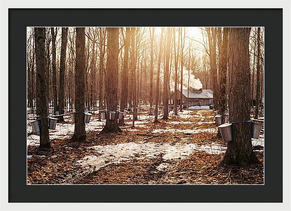 Maple Syrup Harvesting Scene