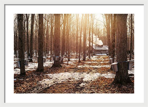 Maple Syrup Harvesting Scene