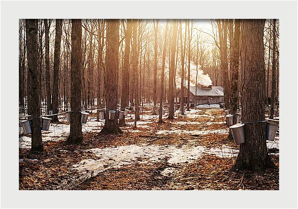 Maple Syrup Harvesting Scene