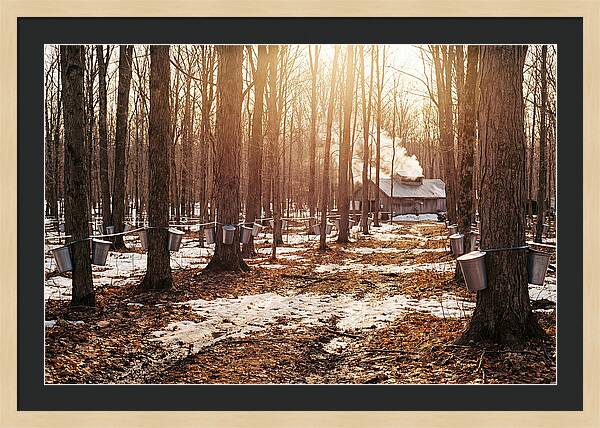 Maple Syrup Harvesting Scene