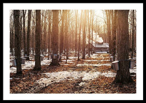 Maple Syrup Harvesting Scene