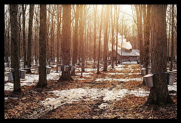 Maple Syrup Harvesting Scene