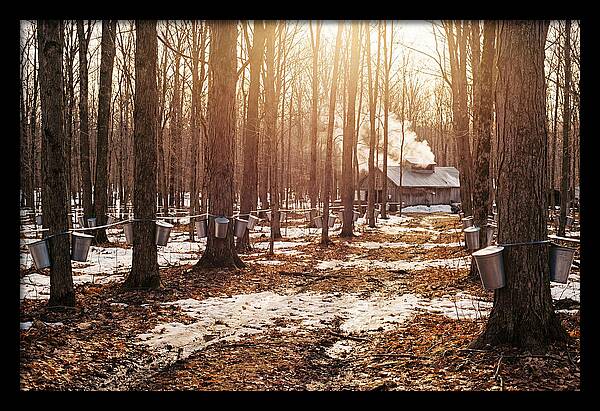 Maple Syrup Harvesting Scene