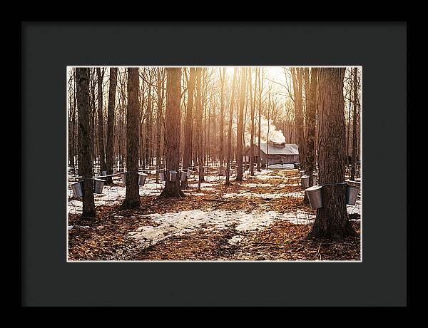 Maple Syrup Harvesting Scene