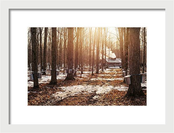 Maple Syrup Harvesting Scene