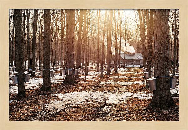 Maple Syrup Harvesting Scene