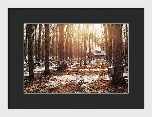 Maple Syrup Harvesting Scene