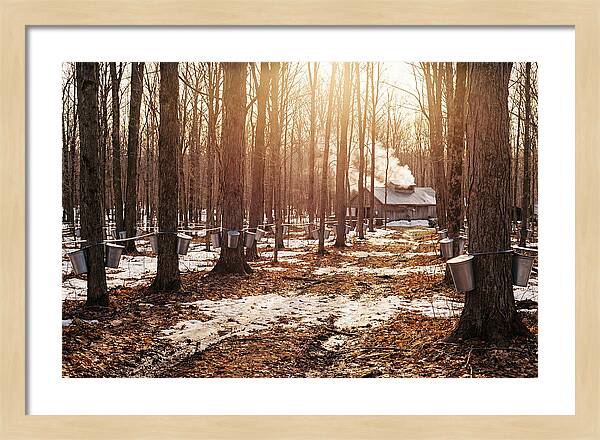 Maple Syrup Harvesting Scene