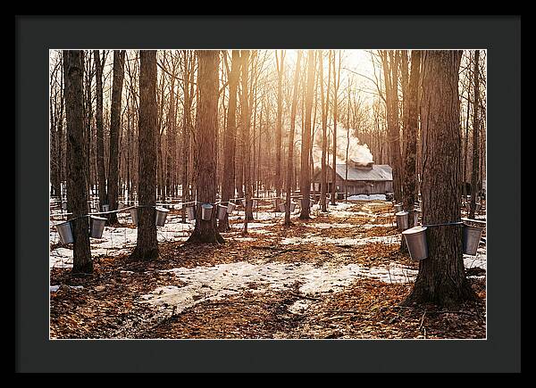 Maple Syrup Harvesting Scene