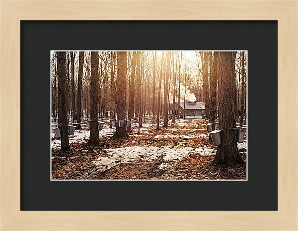Maple Syrup Harvesting Scene