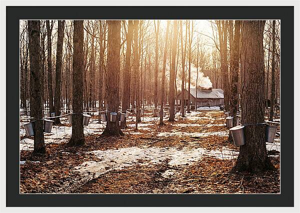 Maple Syrup Harvesting Scene