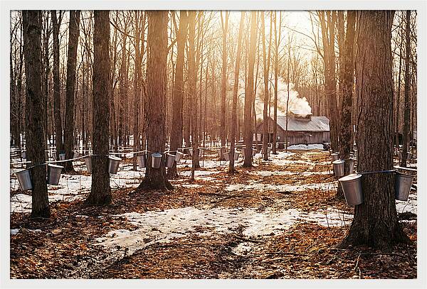 Maple Syrup Harvesting Scene