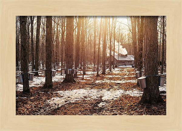 Maple Syrup Harvesting Scene