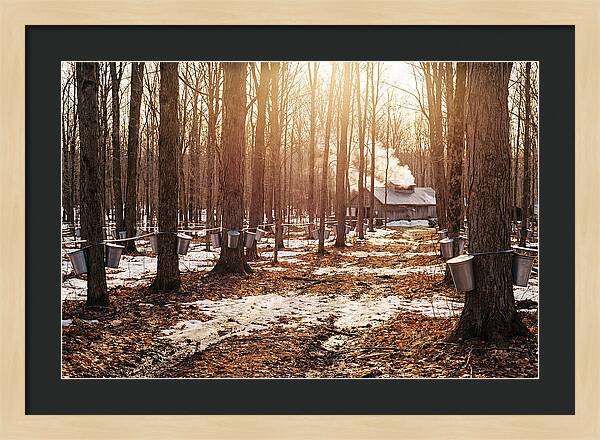 Maple Syrup Harvesting Scene