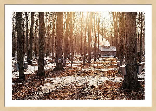Maple Syrup Harvesting Scene
