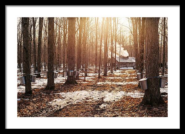 Maple Syrup Harvesting Scene