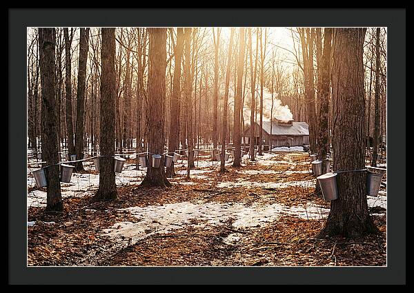 Maple Syrup Harvesting Scene