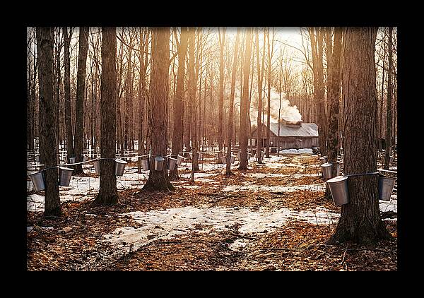 Maple Syrup Harvesting Scene