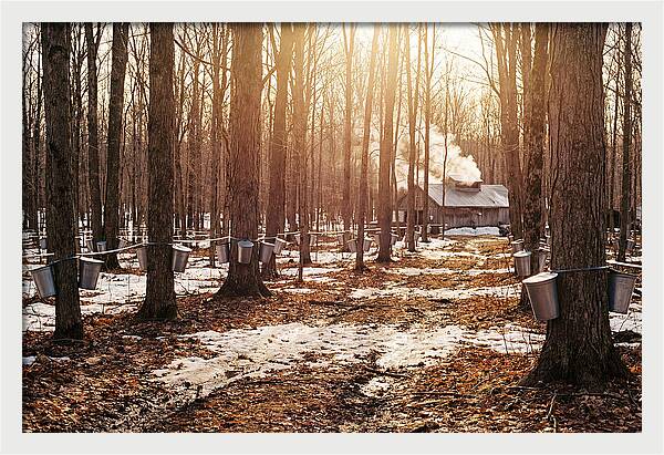 Maple Syrup Harvesting Scene