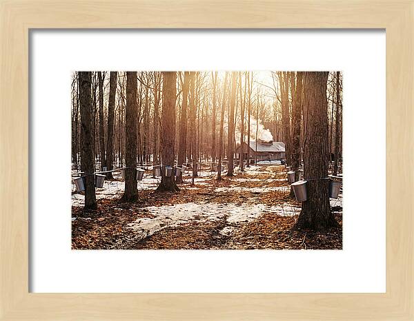 Maple Syrup Harvesting Scene