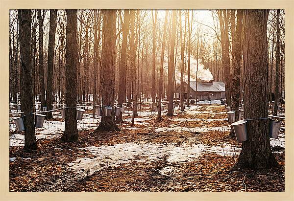 Maple Syrup Harvesting Scene