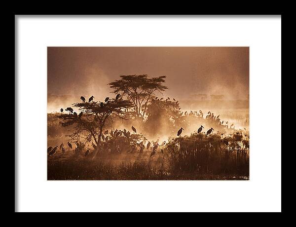 Marabou Stork Colony At Dusk