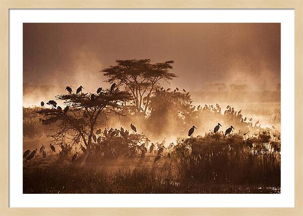 Marabou Stork Colony At Dusk