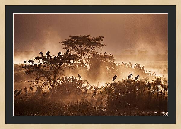 Marabou Stork Colony At Dusk