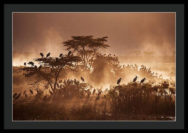 Marabou Stork Colony At Dusk