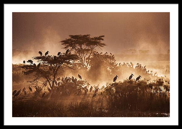 Marabou Stork Colony At Dusk