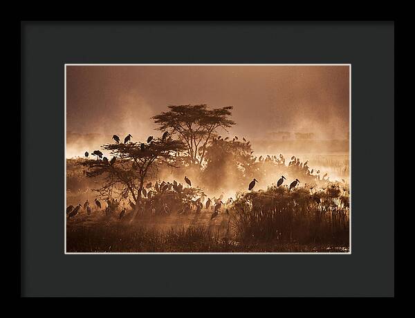 Marabou Stork Colony At Dusk