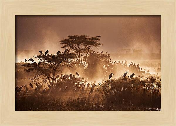 Marabou Stork Colony At Dusk