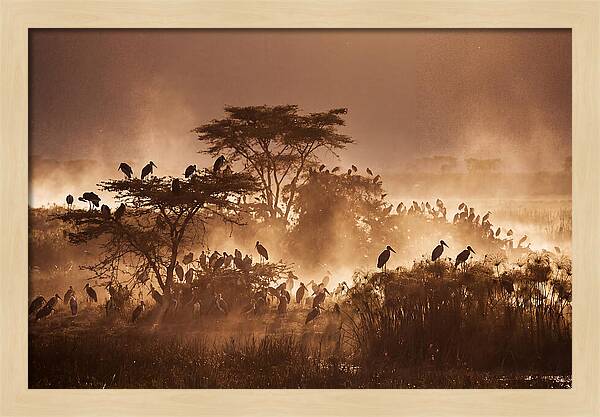 Marabou Stork Colony At Dusk