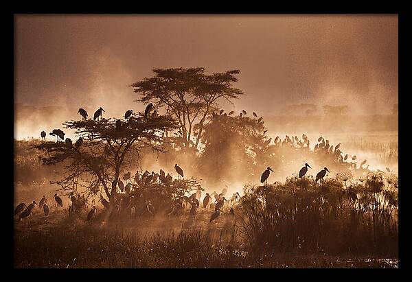 Marabou Stork Colony At Dusk