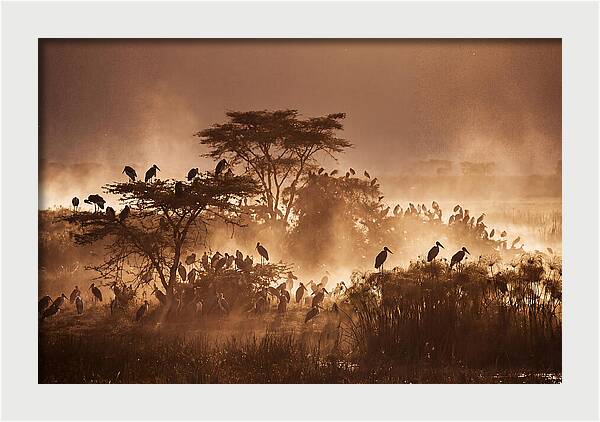Marabou Stork Colony At Dusk