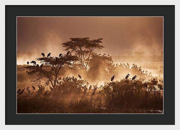 Marabou Stork Colony At Dusk