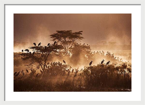 Marabou Stork Colony At Dusk