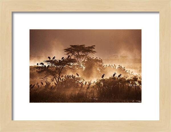 Marabou Stork Colony At Dusk