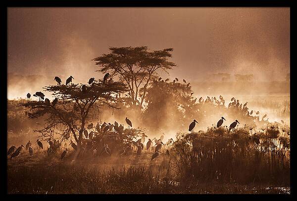 Marabou Stork Colony At Dusk