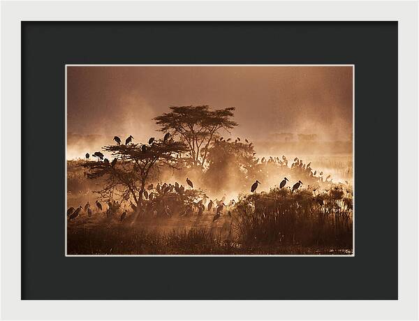 Marabou Stork Colony At Dusk