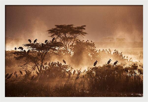 Marabou Stork Colony At Dusk
