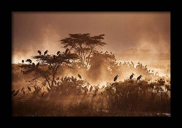 Marabou Stork Colony At Dusk