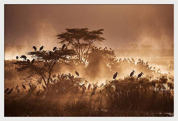 Marabou Stork Colony At Dusk