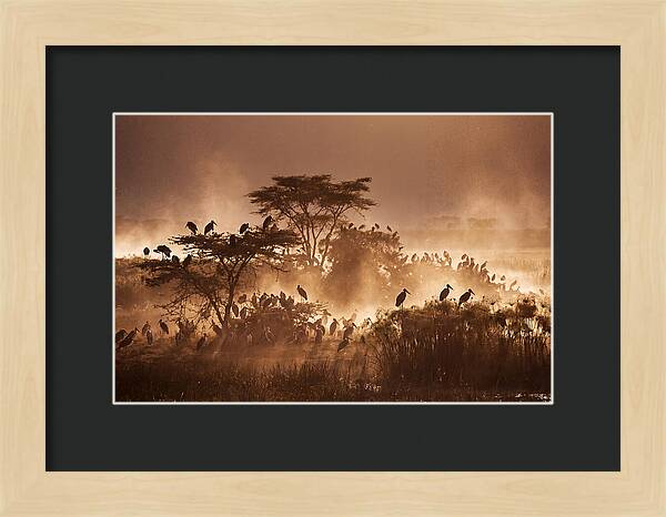 Marabou Stork Colony At Dusk