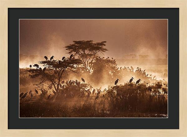 Marabou Stork Colony At Dusk