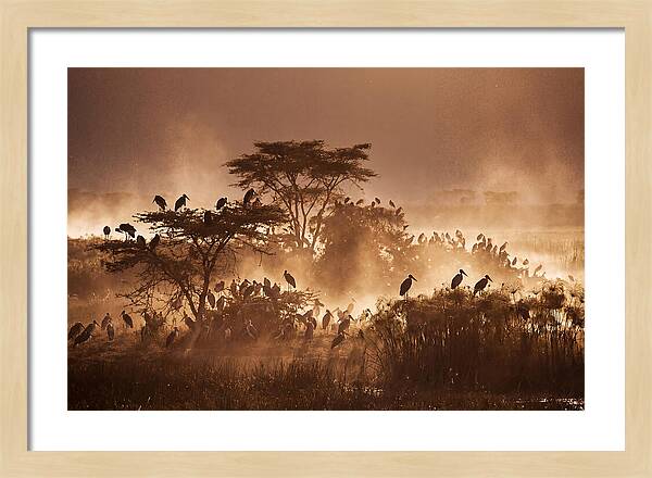 Marabou Stork Colony At Dusk